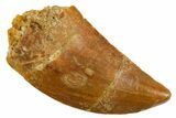 Serrated Raptor Tooth - Real Dinosaur Tooth #355552-1